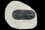 Bargain, Paralejurus Trilobite - Atchana, Morocco #120053-1